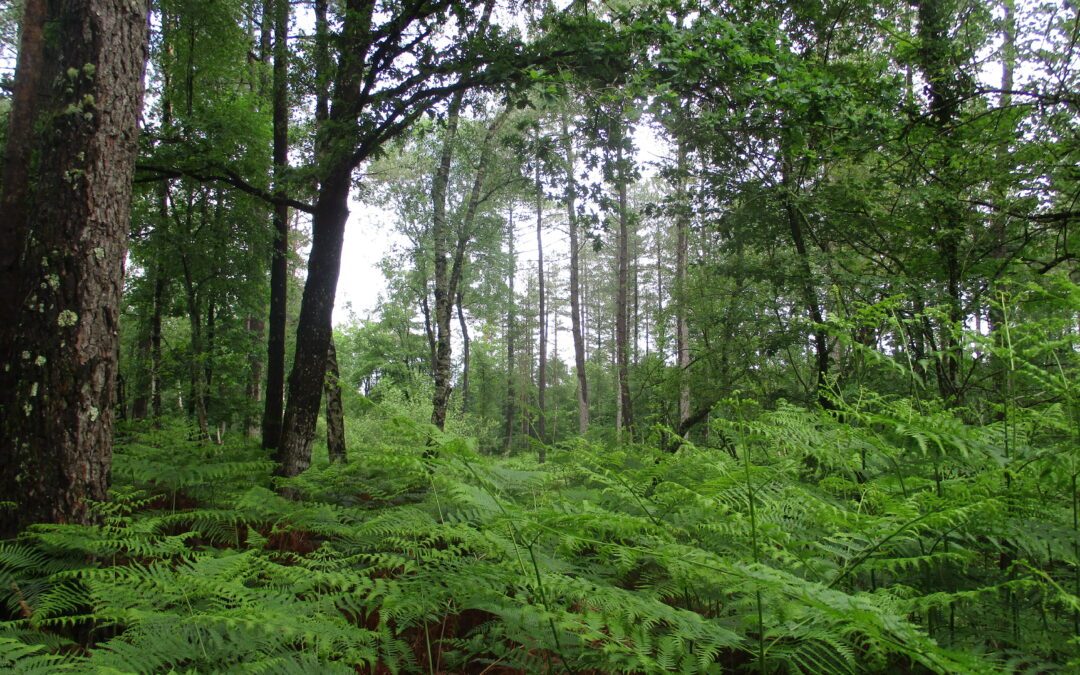 La forêt du Gâvre, une forêt sensationnelle !