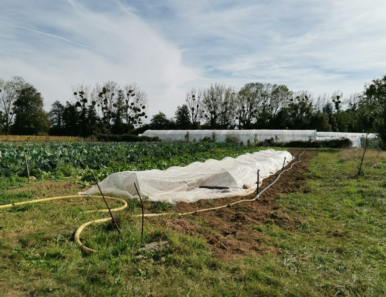 Visite d’une ferme et atelier autour des légumes